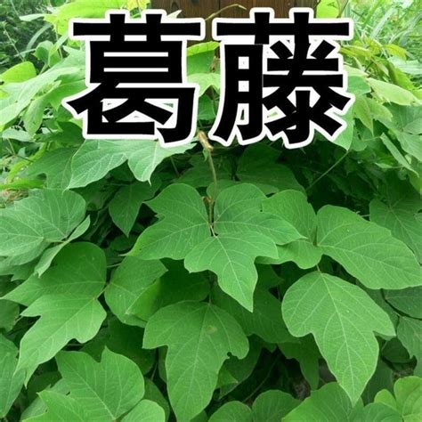 莖攀|臺灣146種藤本植物攀爬類型